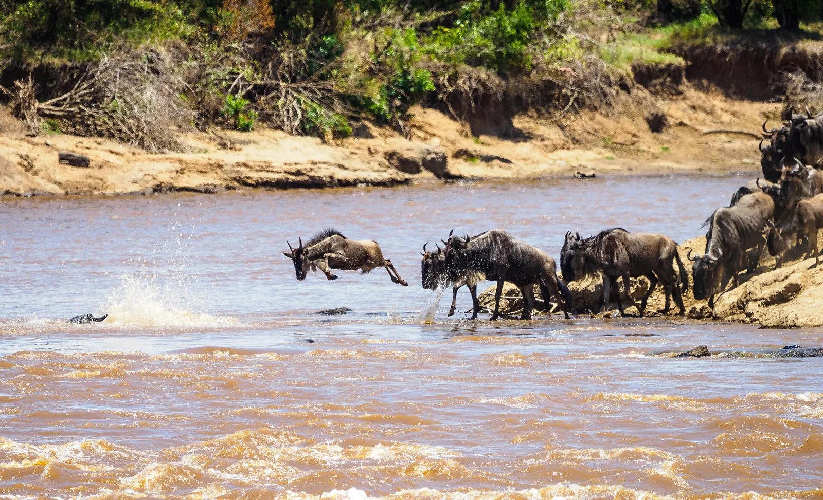 Wildebeest leaping into the Mara River during the Great Migration, Kenya