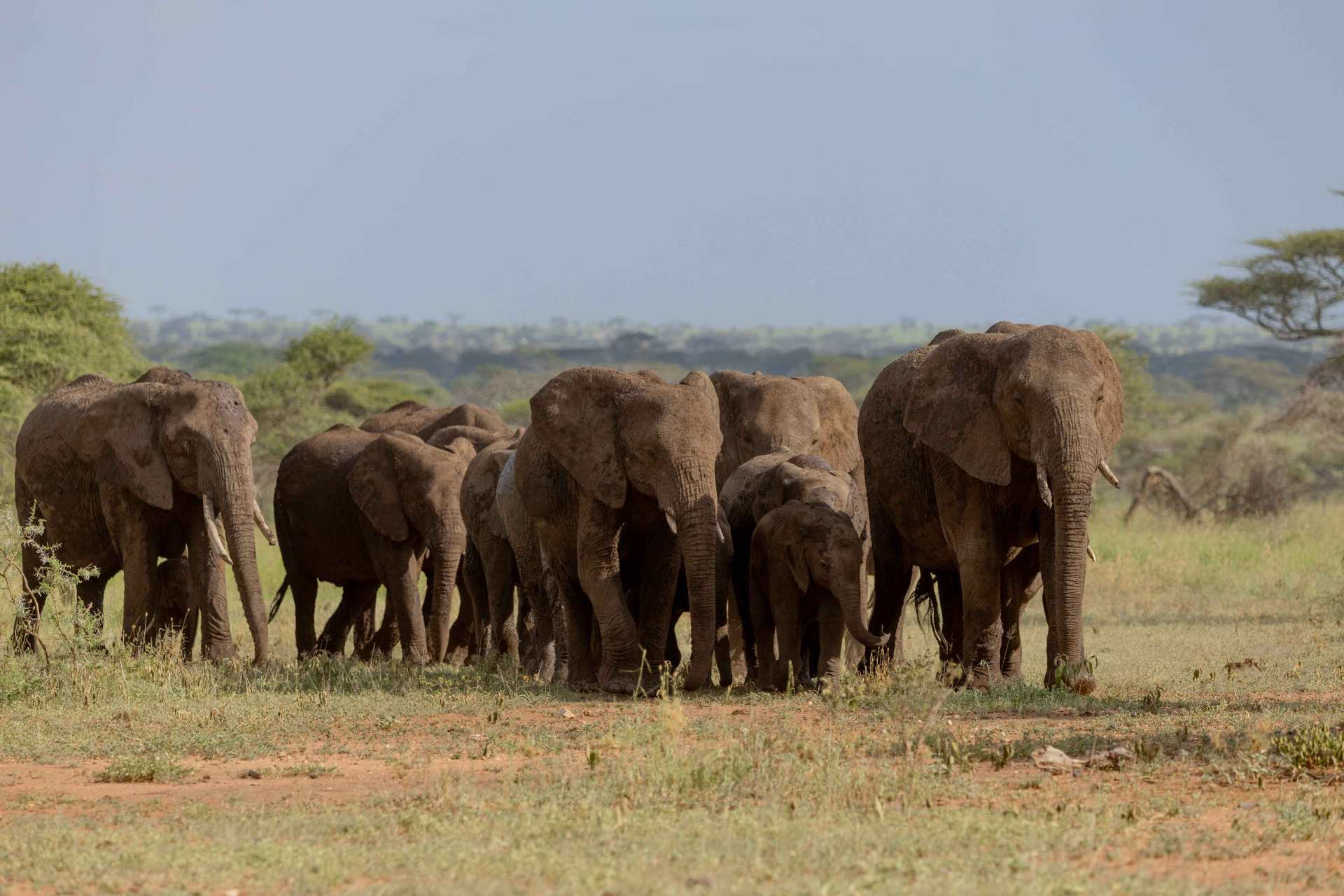 Wildlife on the Ngorongoro Crater floor, Tanzania