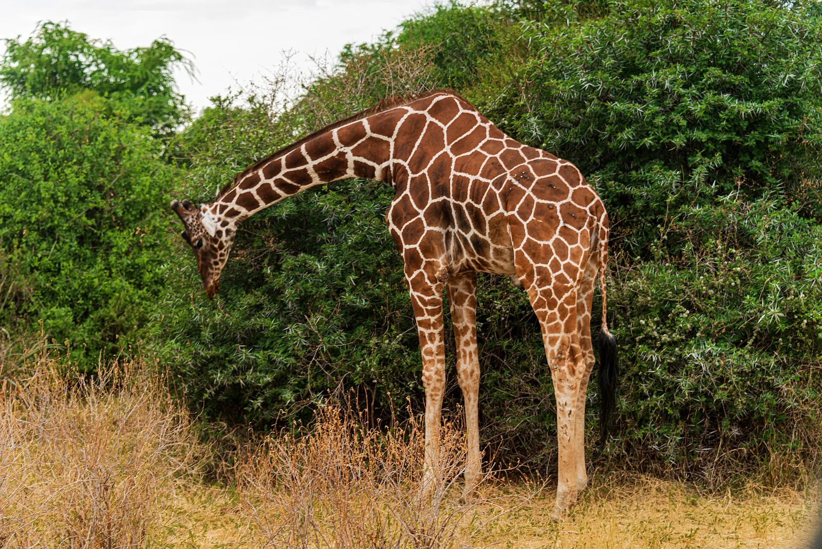 Reticulated giraffe feeding in Samburu National Reserve, Kenya