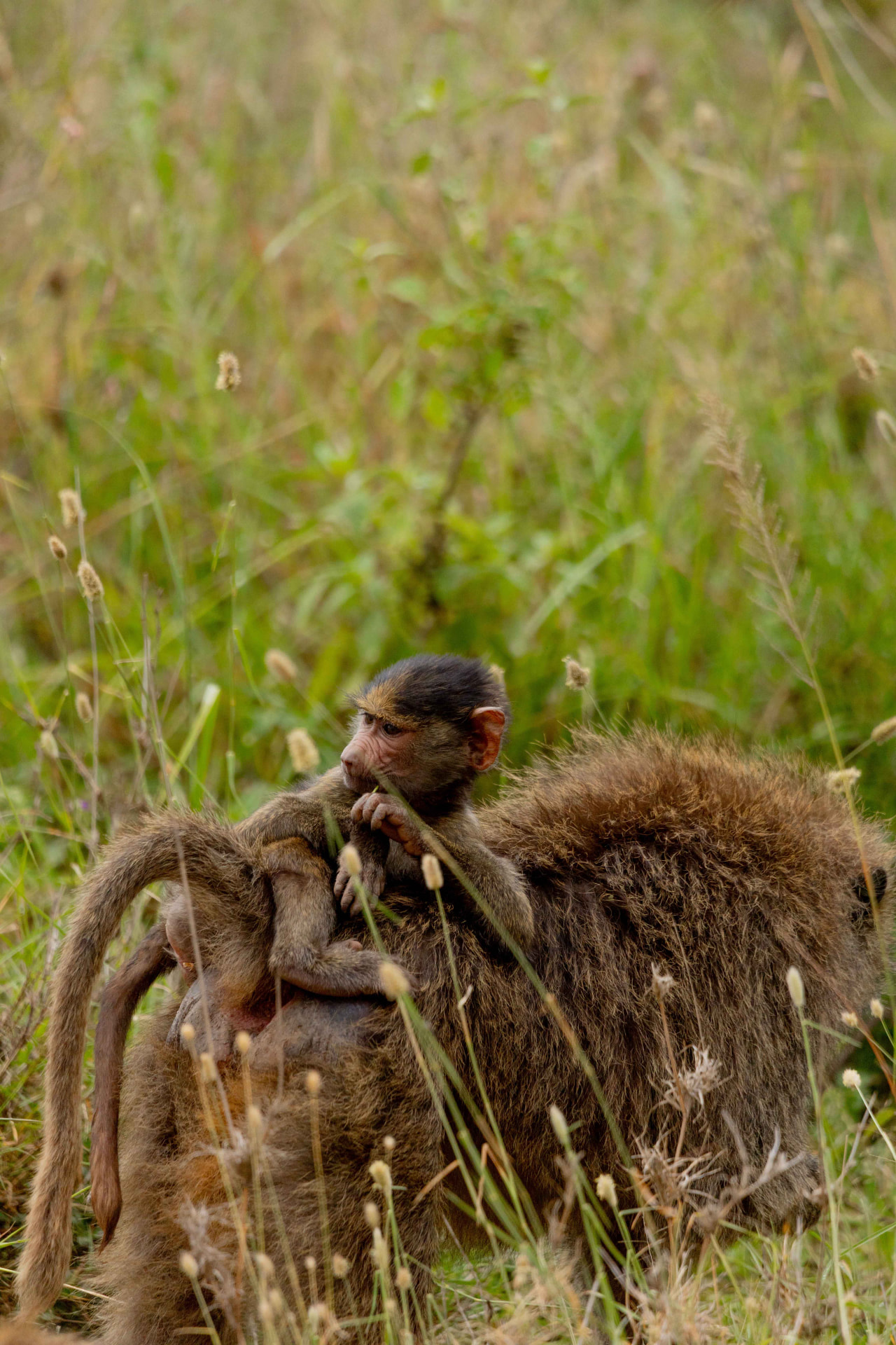 Young baboons beside a weathered tree
