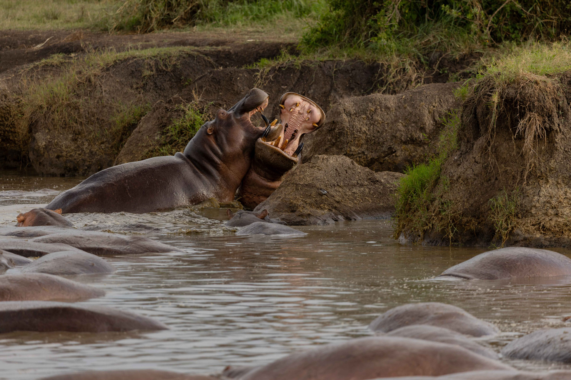 Life at the hippo pool