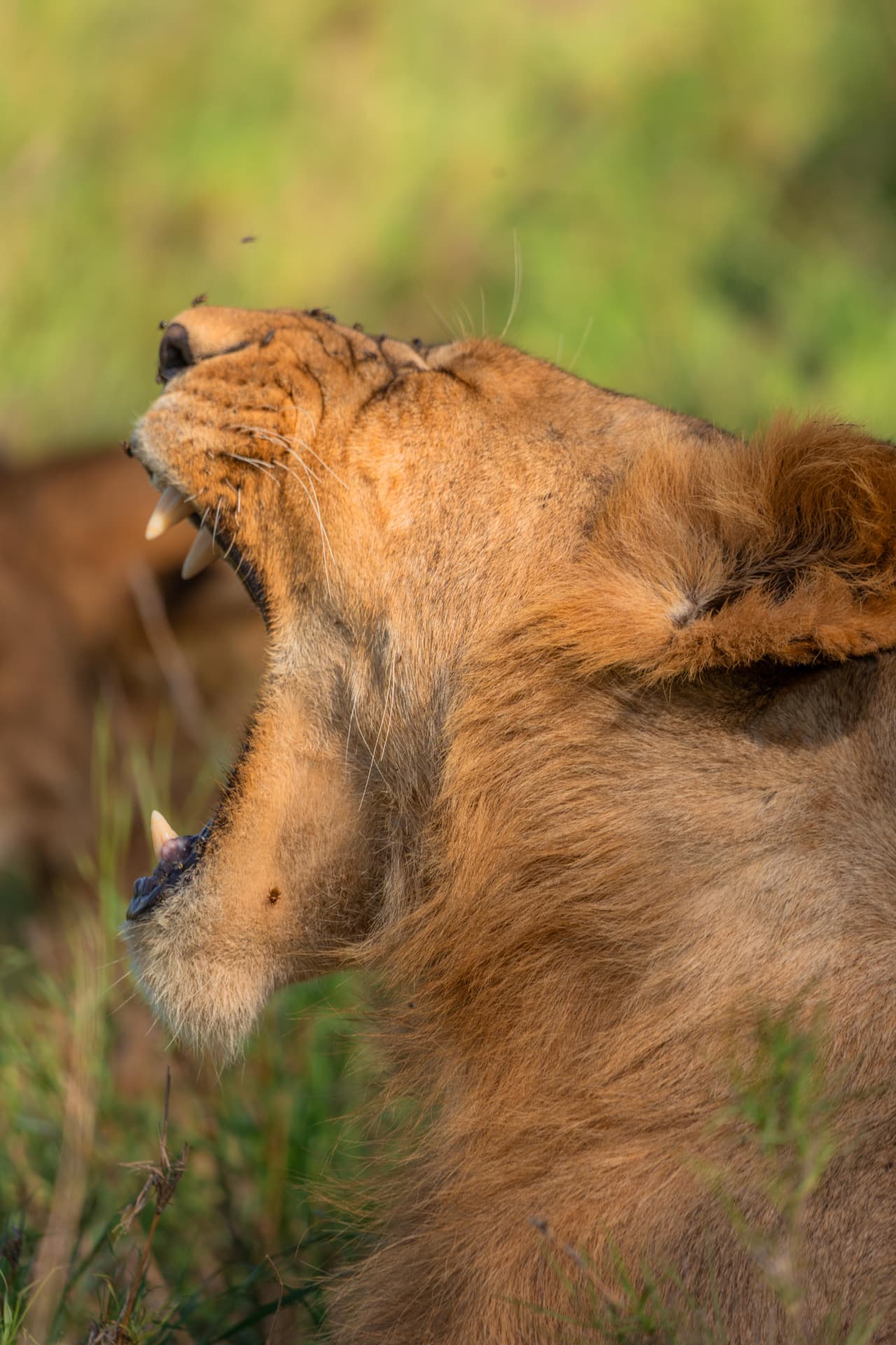 Reading a lion's expression