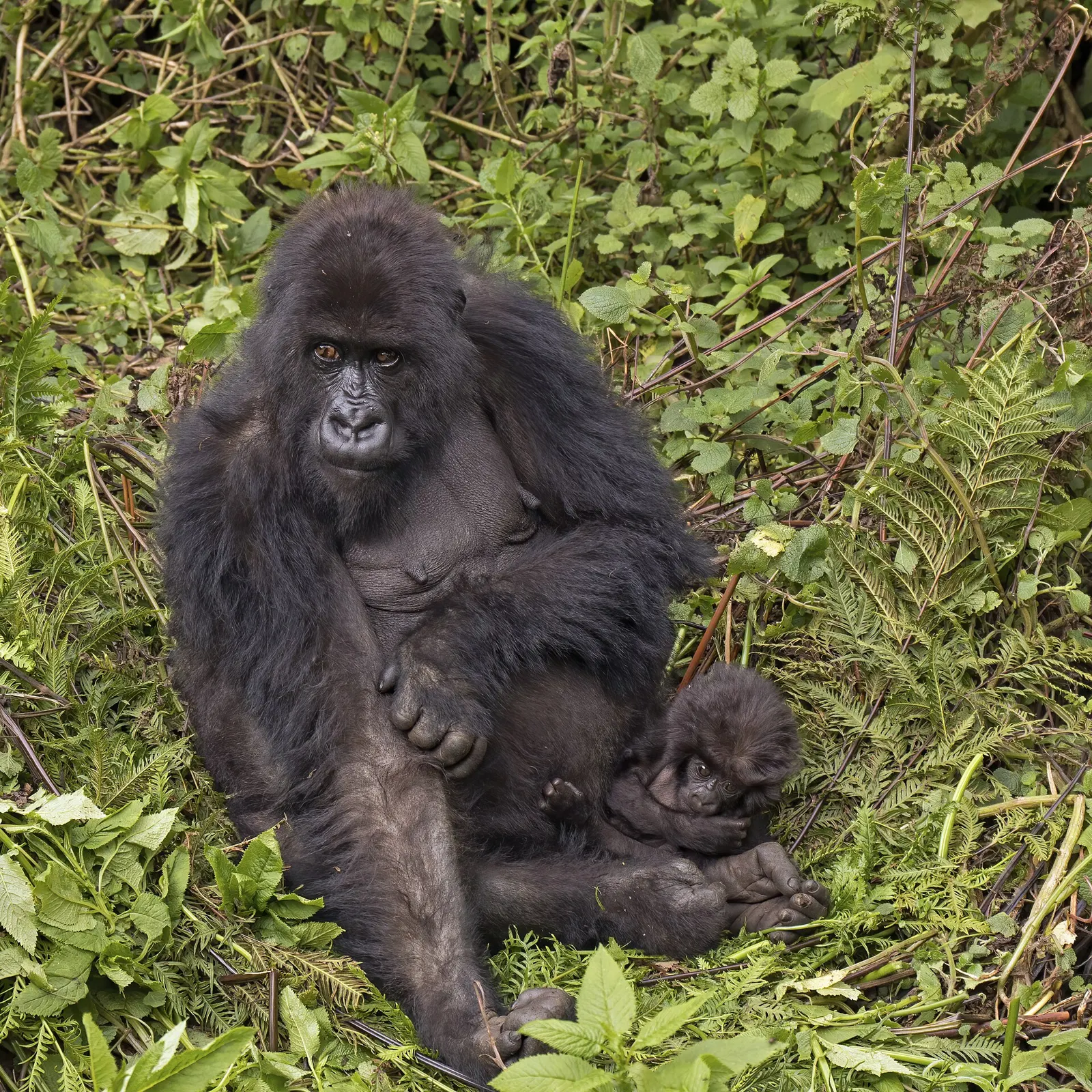 Mountain gorilla mother with her baby, Volcanoes National Park, Rwanda
