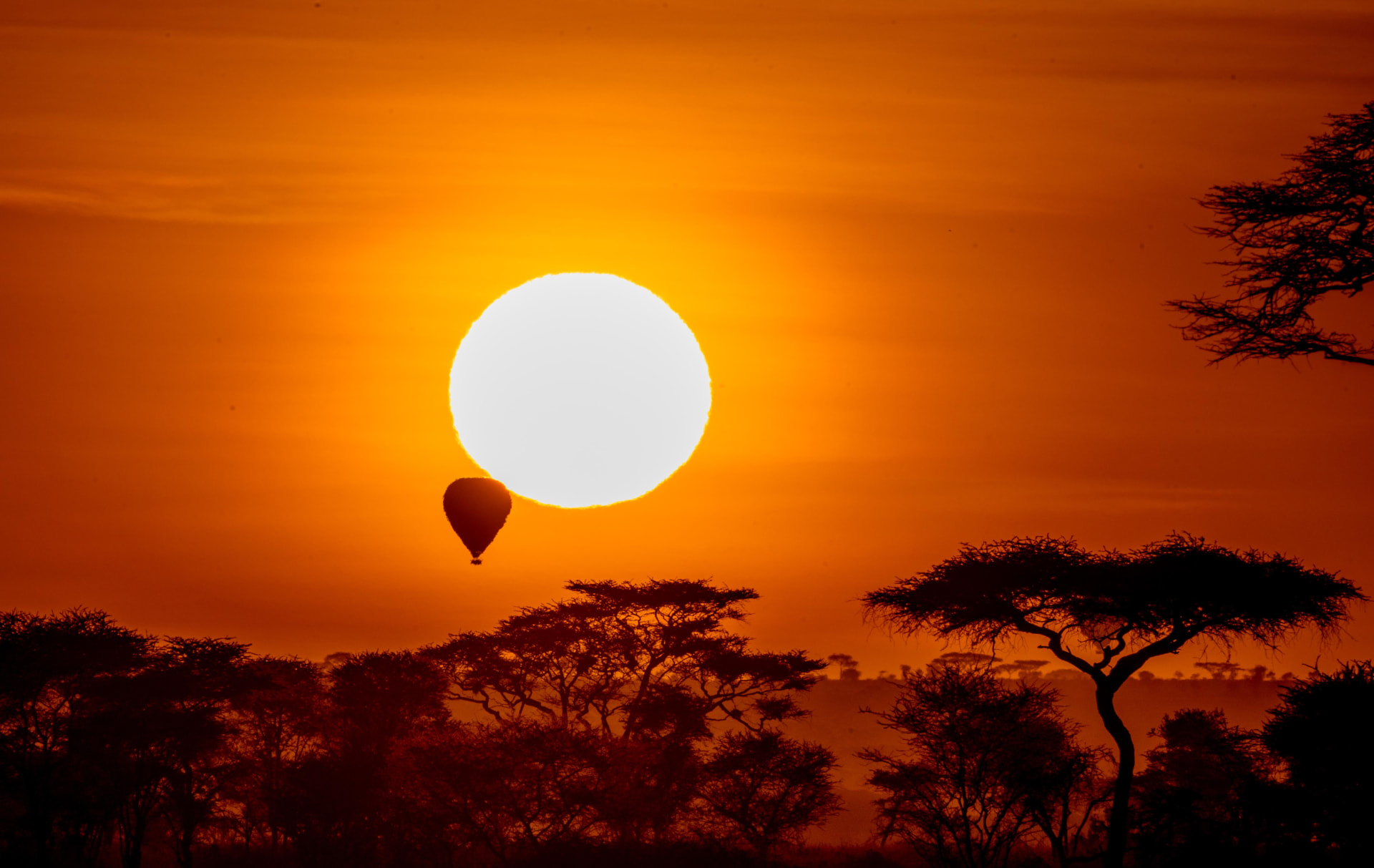 Sunset behind an acacia tree in Tanzania