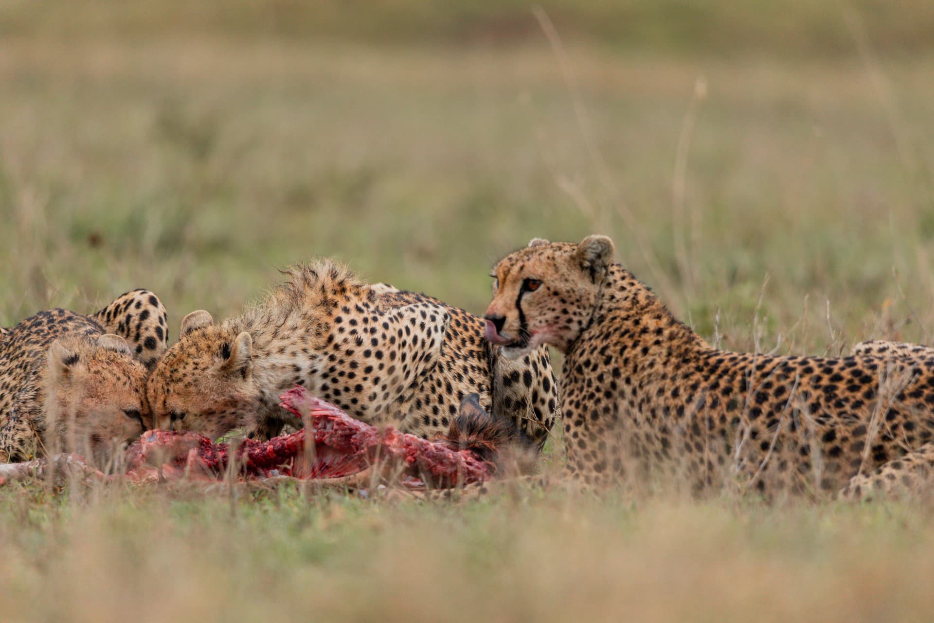 Cheetahs feeding on the Tanzanian plains