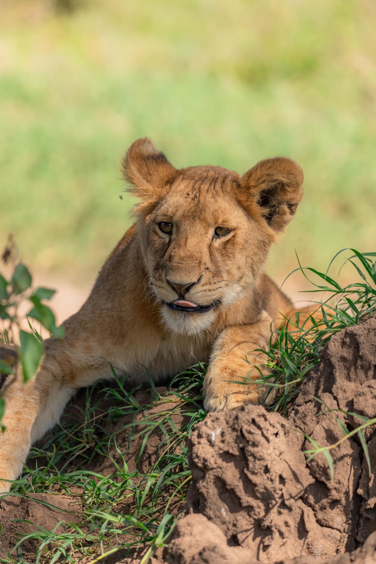 Lion resting in grass beside a rock