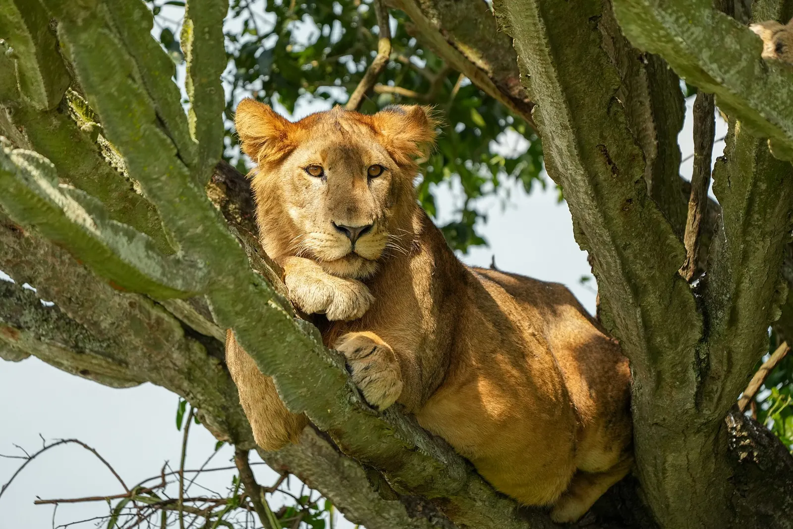 Lion resting in a tree in Queen Elizabeth National Park, Uganda